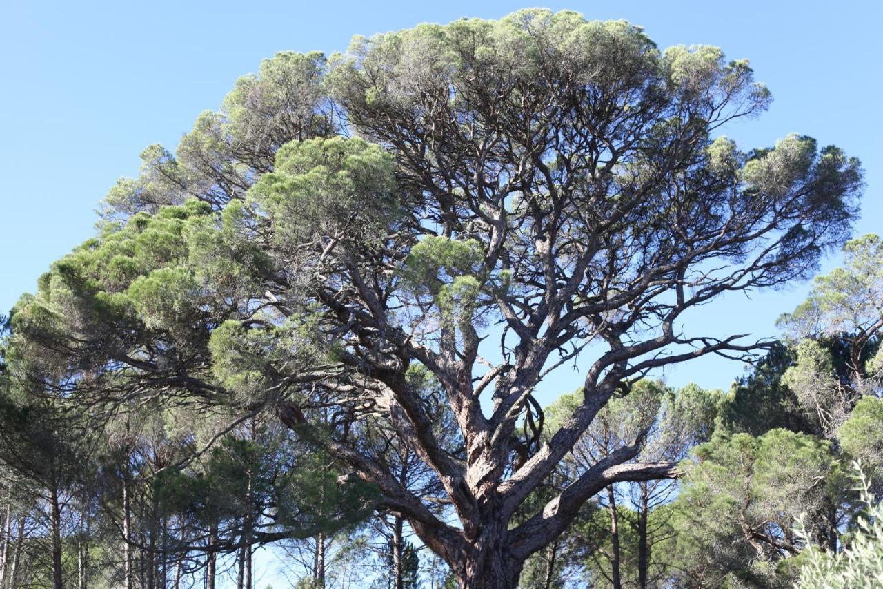 Casas Do Pinheiro Grande Villa Fornos de Algodres Dış mekan fotoğraf